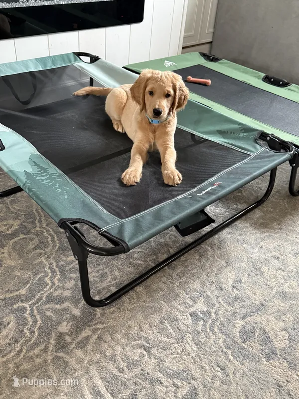 Hannah – Goldendoodle puppy for sale in Islip Terrace, NY