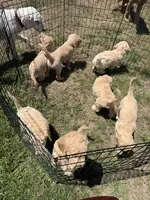 Hannah, a female Goldendoodle for sale in Islip Terrace, NY – 3 of 5