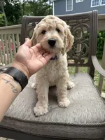 Esther , a female Goldendoodle for sale in Islip Terrace, NY – 2 of 5