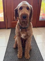 Hannah, a female Goldendoodle for sale in Islip Terrace, NY – 5 of 5