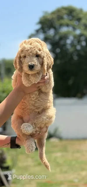 Martha – Goldendoodle puppy for sale in Islip Terrace, NY