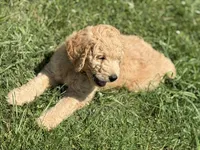 Martha, a female Goldendoodle for sale in Islip Terrace, NY – 2 of 5