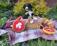 Lainey, a female Australian Shepherd and Bernese Mountain Dog for sale in Chetek, WI – 2 of 10