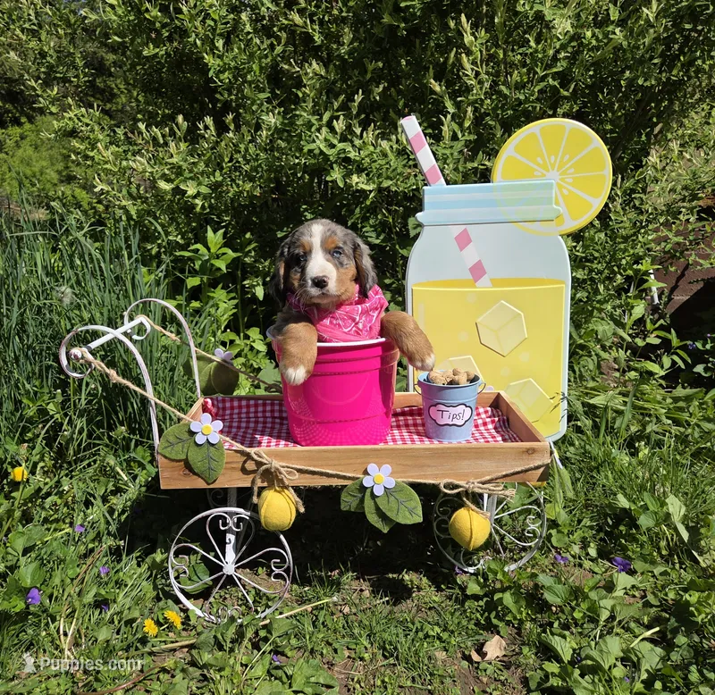 Sadie – Australian Shepherd, Bernese Mountain Dog puppy for sale in Chetek, WI