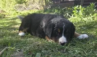 Lainey, a female Australian Shepherd and Bernese Mountain Dog for sale in Chetek, WI – 3 of 10