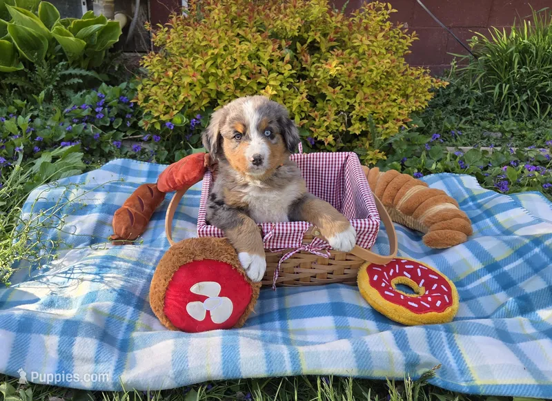 Rex, a male Australian Shepherd and Bernese Mountain Dog for sale in Chetek, WI – 1 of 10