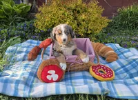 Rex, a male Australian Shepherd and Bernese Mountain Dog for sale in Chetek, WI – 1 of 10