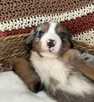 Sadie, a female Australian Shepherd and Bernese Mountain Dog for sale in Chetek, WI – 6 of 10