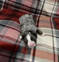 Sadie, a female Australian Shepherd and Bernese Mountain Dog for sale in Chetek, WI – Photo 3 of 5