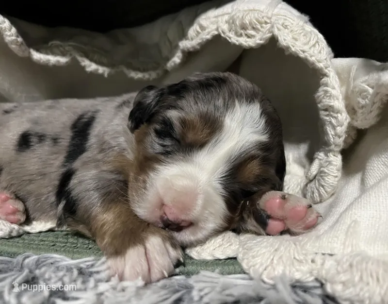 Sadie – Australian Shepherd, Bernese Mountain Dog puppy for sale in Chetek, WI