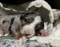 Sadie, a female Australian Shepherd and Bernese Mountain Dog for sale in Chetek, WI – 7 of 10