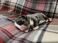 Sadie, a female Australian Shepherd and Bernese Mountain Dog for sale in Chetek, WI – Photo 2 of 5