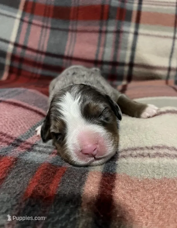 Sadie – Australian Shepherd, Bernese Mountain Dog puppy for sale in Chetek, WI