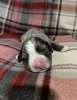 Sadie, a female Australian Shepherd and Bernese Mountain Dog for sale in Chetek, WI – Photo 1 of 5