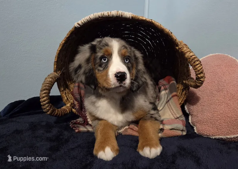 Sadie – Australian Shepherd, Bernese Mountain Dog puppy for sale in Chetek, WI