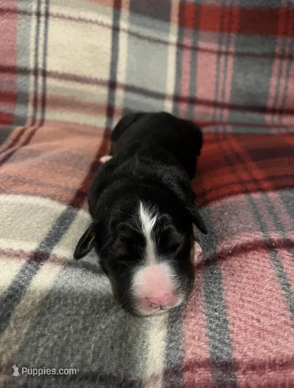 Lainey – Australian Shepherd, Bernese Mountain Dog puppy for sale in Chetek, WI