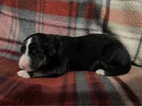 Lainey, a female Australian Shepherd and Bernese Mountain Dog for sale in Chetek, WI – Photo 2 of 5