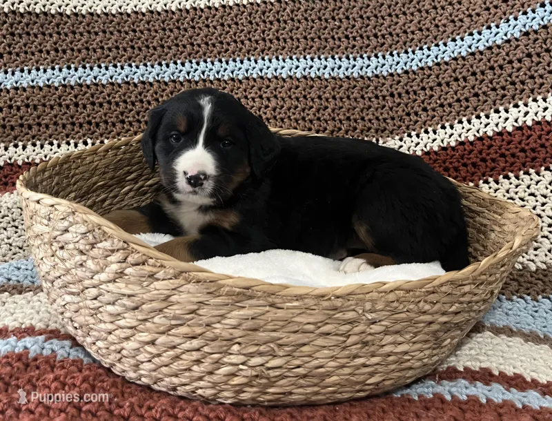Lainey – Australian Shepherd, Bernese Mountain Dog puppy for sale in Chetek, WI