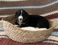 Lainey, a female Australian Shepherd and Bernese Mountain Dog for sale in Chetek, WI – 4 of 10