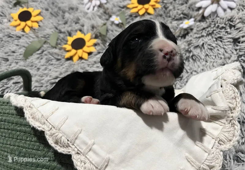 Lainey – Australian Shepherd, Bernese Mountain Dog puppy for sale in Chetek, WI
