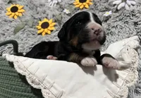 Lainey, a female Australian Shepherd and Bernese Mountain Dog for sale in Chetek, WI – 6 of 10