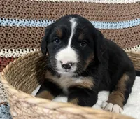 Lainey, a female Australian Shepherd and Bernese Mountain Dog for sale in Chetek, WI – 5 of 10