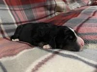 Lainey, a female Australian Shepherd and Bernese Mountain Dog for sale in Chetek, WI – Photo 3 of 5