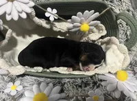 Lainey, a female Australian Shepherd and Bernese Mountain Dog for sale in Chetek, WI – 7 of 10