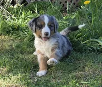 Roxy, a female Australian Shepherd and Bernese Mountain Dog for sale in Chetek, WI – 4 of 10