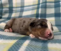 Rex, a male Australian Shepherd and Bernese Mountain Dog for sale in Chetek, WI – Photo 3 of 5