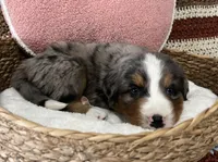 Rex, a male Australian Shepherd and Bernese Mountain Dog for sale in Chetek, WI – 5 of 10