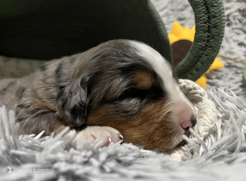 Rex – Australian Shepherd, Bernese Mountain Dog puppy for sale in Chetek, WI