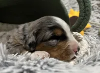 Rex, a male Australian Shepherd and Bernese Mountain Dog for sale in Chetek, WI – 6 of 10