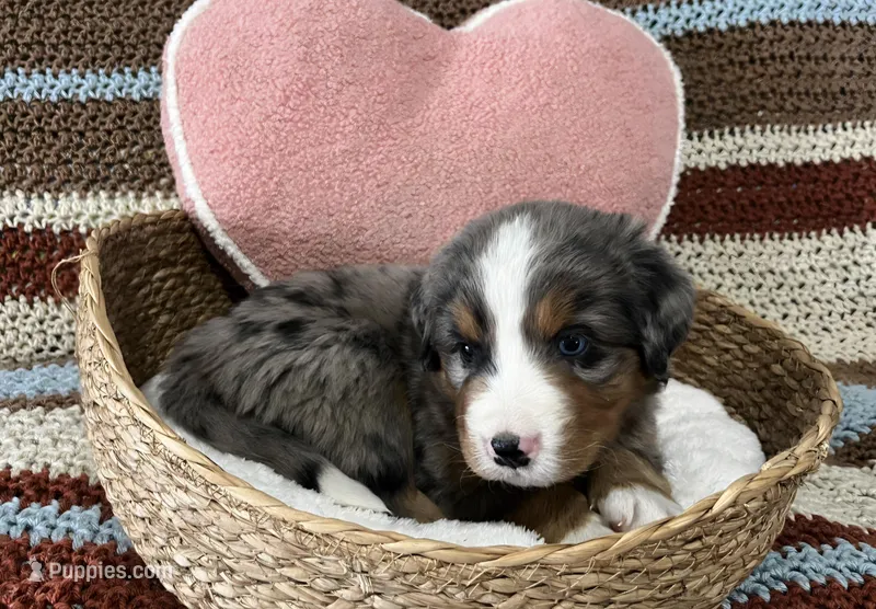 Rex – Australian Shepherd, Bernese Mountain Dog puppy for sale in Chetek, WI