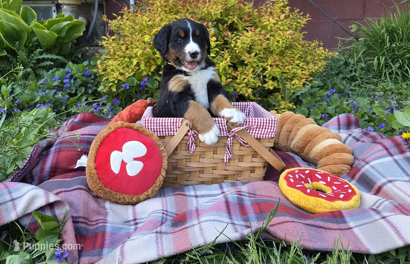 Lainey – Australian Shepherd, Bernese Mountain Dog puppy for sale in Chetek, WI