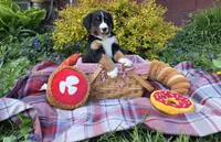 Lainey, a female Australian Shepherd and Bernese Mountain Dog for sale in Chetek, WI – 1 of 10
