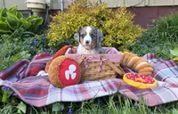 Roxy, a female Australian Shepherd and Bernese Mountain Dog for sale in Chetek, WI – 1 of 10