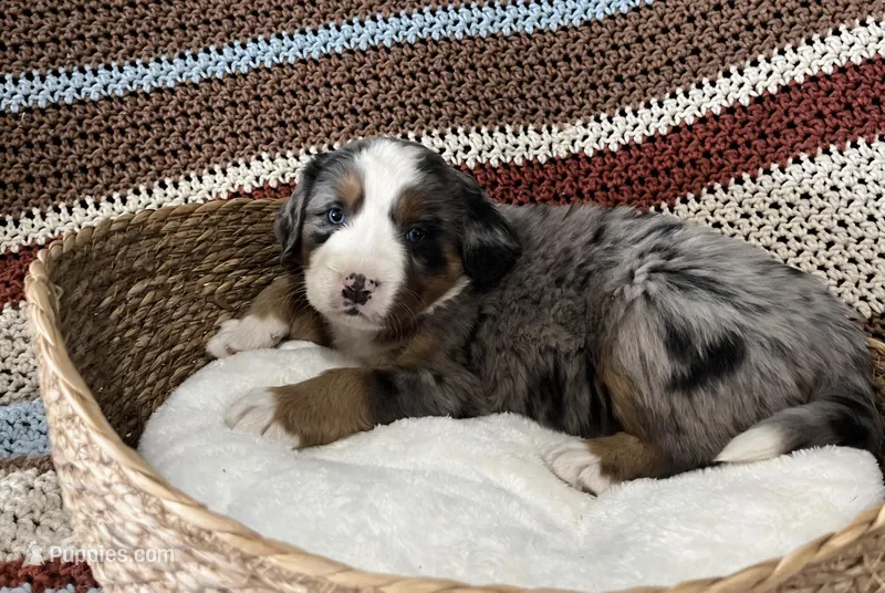 Mae – Australian Shepherd, Bernese Mountain Dog puppy for sale in Chetek, WI
