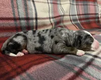 Mae, a female Australian Shepherd and Bernese Mountain Dog for sale in Chetek, WI – Photo 3 of 5