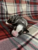 Mae, a female Australian Shepherd and Bernese Mountain Dog for sale in Chetek, WI – Photo 2 of 5