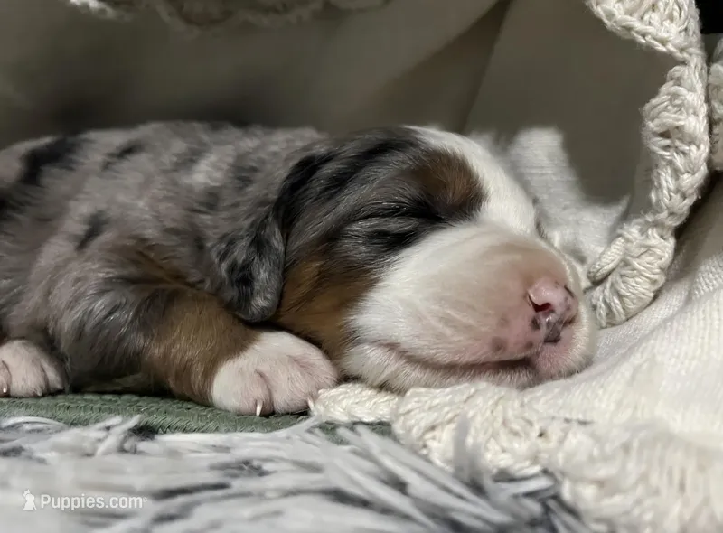 Mae – Australian Shepherd, Bernese Mountain Dog puppy for sale in Chetek, WI