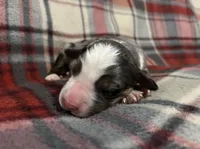 Mae, a female Australian Shepherd and Bernese Mountain Dog for sale in Chetek, WI – Photo 1 of 5