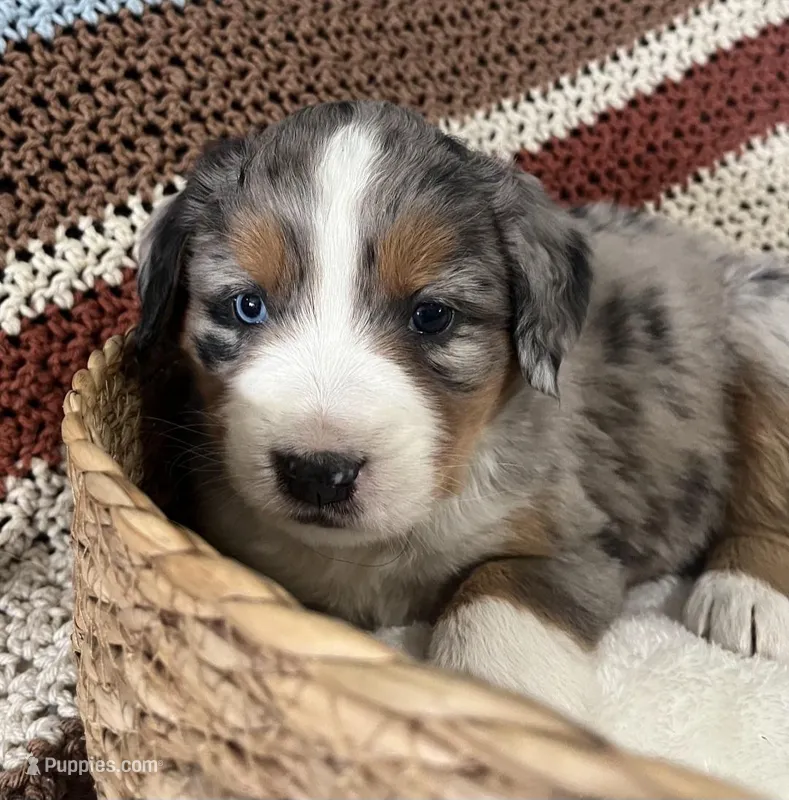 Honey – Australian Shepherd, Bernese Mountain Dog puppy for sale in Chetek, WI