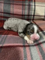Honey, a female Australian Shepherd and Bernese Mountain Dog for sale in Chetek, WI – Photo 3 of 5