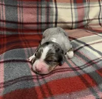 Honey, a female Australian Shepherd and Bernese Mountain Dog for sale in Chetek, WI – Photo 2 of 5
