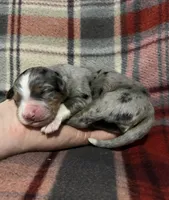 Honey, a female Australian Shepherd and Bernese Mountain Dog for sale in Chetek, WI – Photo 1 of 5