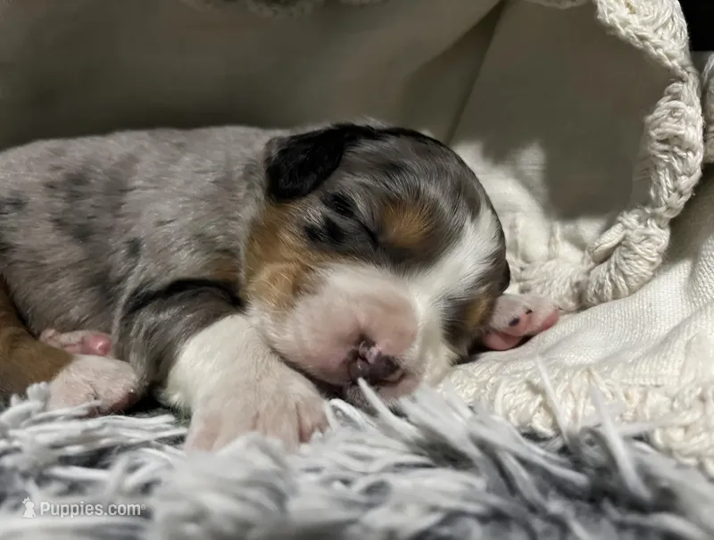 Honey – Australian Shepherd, Bernese Mountain Dog puppy for sale in Chetek, WI
