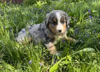 Rex, a male Australian Shepherd and Bernese Mountain Dog for sale in Chetek, WI – 3 of 10