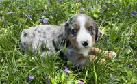 Sadie, a female Australian Shepherd and Bernese Mountain Dog for sale in Chetek, WI – 2 of 10