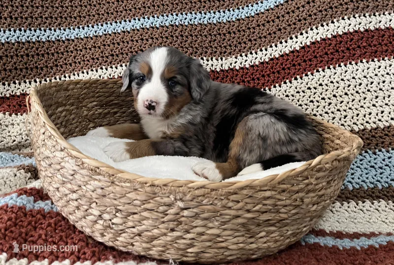 Roxy – Australian Shepherd, Bernese Mountain Dog puppy for sale in Chetek, WI